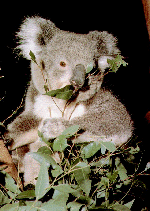 klunch.gif (25191 bytes)